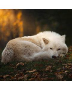 VOLK 1