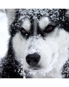 VOLK 4